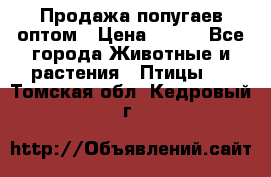 Продажа попугаев оптом › Цена ­ 500 - Все города Животные и растения » Птицы   . Томская обл.,Кедровый г.